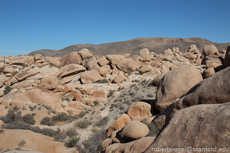 Joshua Tree